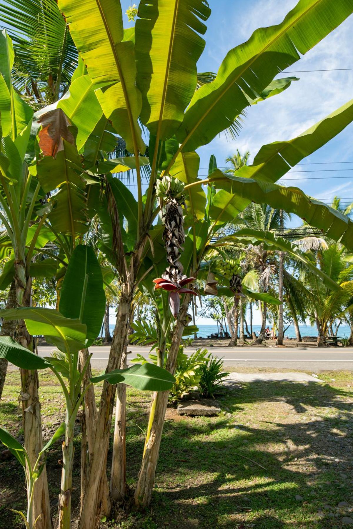 Casa Blanca Beachfront House With Shared Pool Access Pangea Lodge Manzanillo  Exterior foto